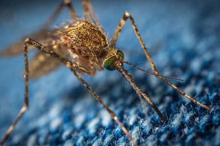 Ο ιός Δυτικού Νείλου δεν είναι τόσο τρομακτικός