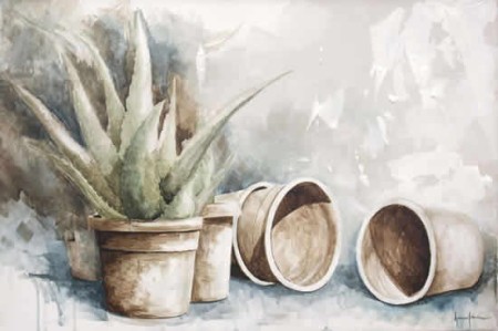 Αλόη βέρα η φαρμακευτική και.. θαυματουργή!